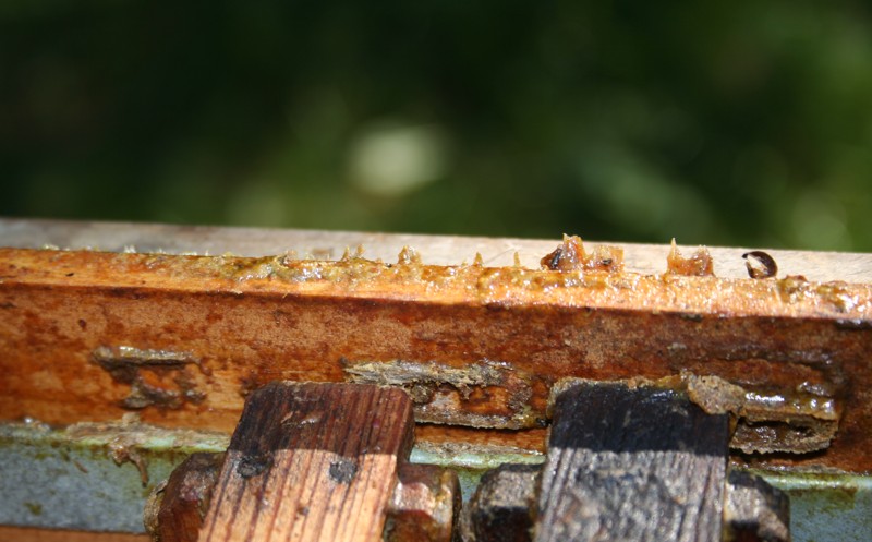 Propolis, das Kittharz der Honigbiene